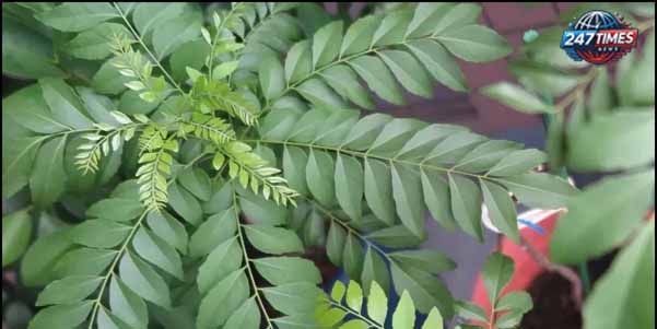 सुबह खाली पेट खाएं करी पत्ते की 4 पत्तियां: सिर से लेकर पेट तक हर बीमारी का अचूक इलाज