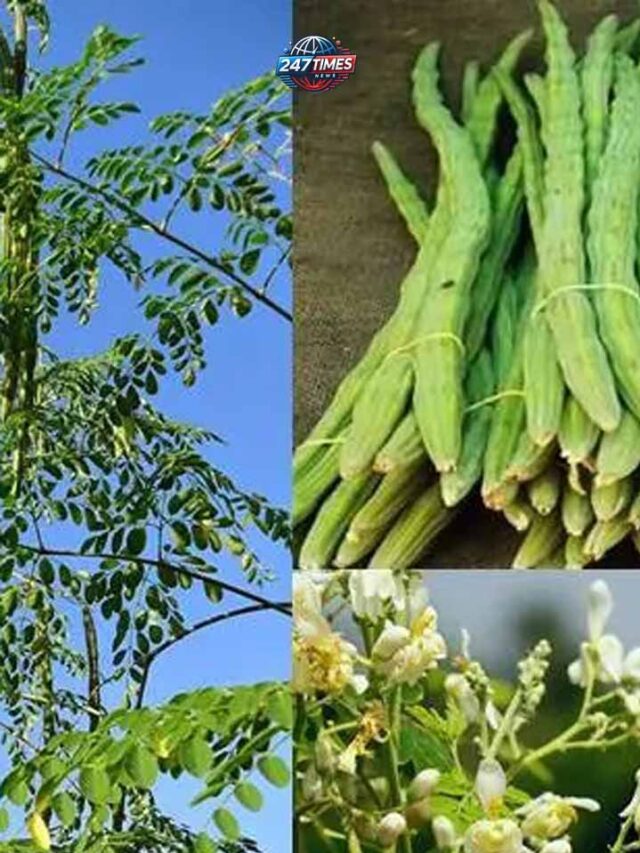 सहजन की पत्तियों का काढ़ा: कब्ज समेत इन 5 समस्याओं का असरदार इलाज, जानें बनाने और पीने का सही तरीका