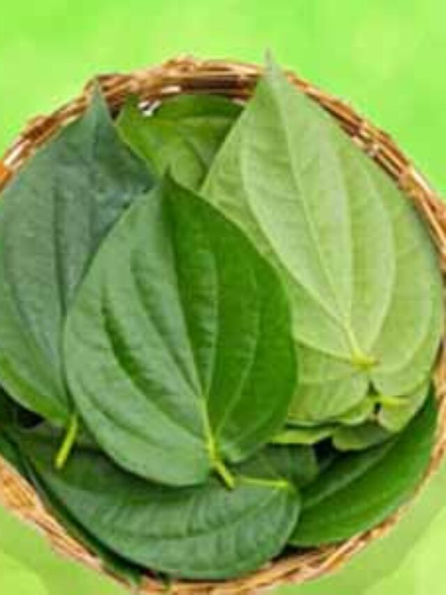 पान के पत्तों का काढ़ा: जानें इसके 5 अद्भुत फायदे और बनाने की आसान विधि