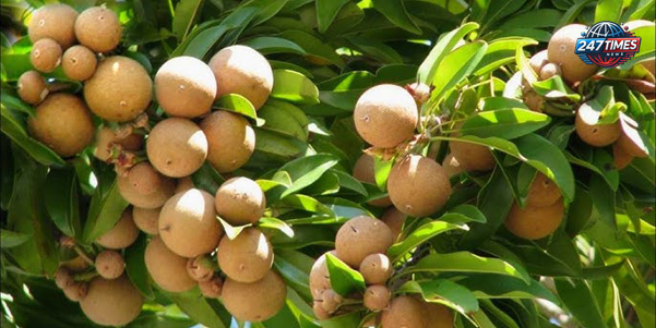 चीकू: स्वास्थ्य, खेती और लाखों की कमाई का अनोखा फल, जानें इसके फायदे और खेती के तरीके