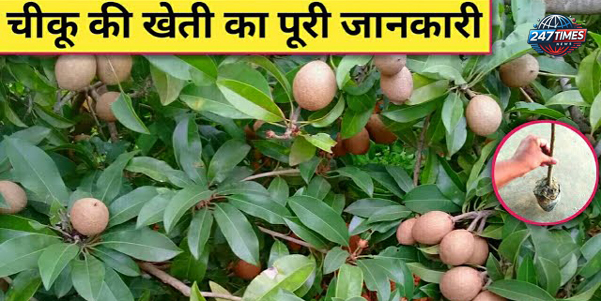 चीकू: स्वास्थ्य, खेती और लाखों की कमाई का अनोखा फल, जानें इसके फायदे और खेती के तरीके