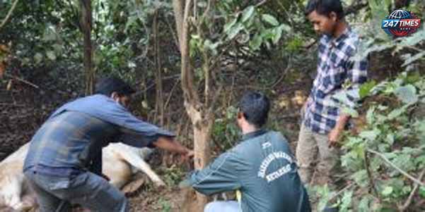 चांडिल के जंगलों में बाघ का आतंक: जानिए क्या हुआ जब बाघ ने बैल को बनाया शिकार