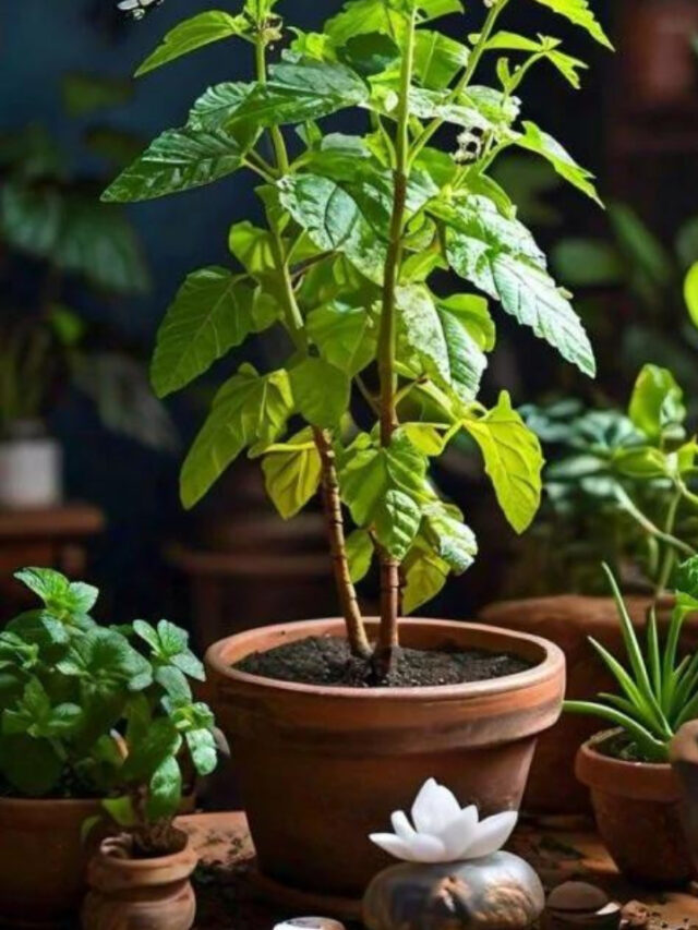तुलसी का रस पीने के अद्भुत फायदे, सेहत के लिए अमृत समान!