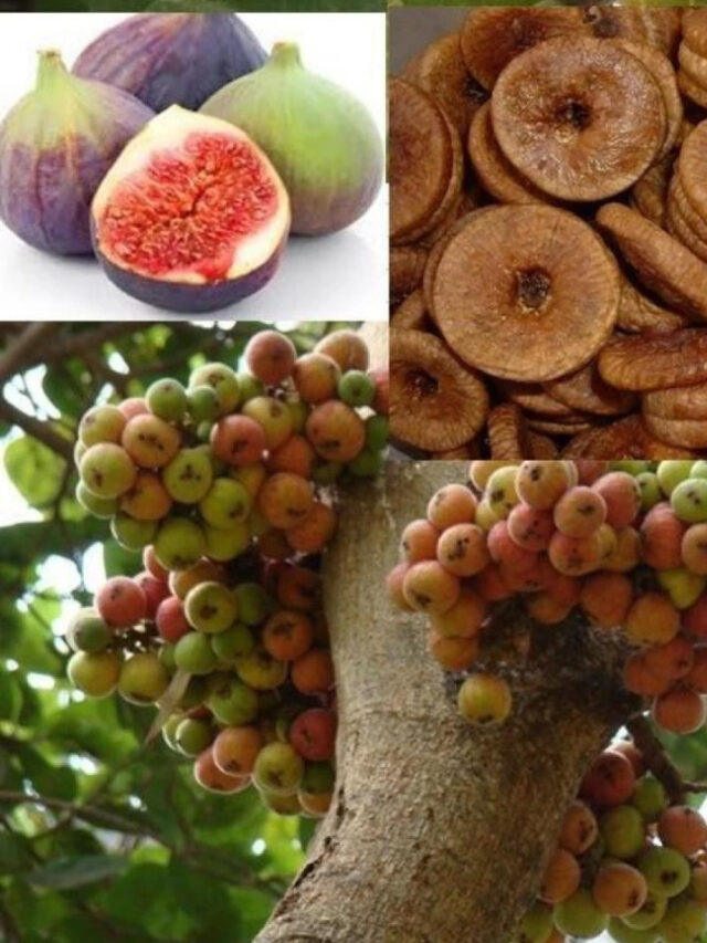 अंजीर: पेट से लेकर हृदय तक का फौलादी साथी, जानें इसके 10 बेमिसाल फायदे