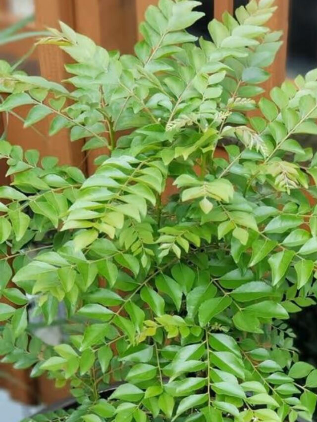 Curry Leaves Benefits: खाली पेट खाएं कड़ी पत्ता, पाएँ 10 जबरदस्त फायदे