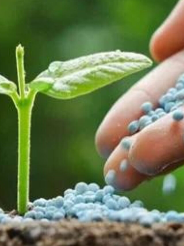 नींबू के पौधे से साल भर फलों की भरमार पाने के 10 आसान टिप्स