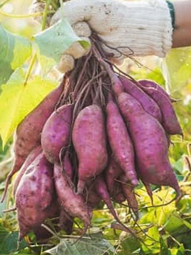 शकरकंद के फायदे ही नहीं, नुकसान भी! जानें ज्यादा खाने के साइड इफेक्ट्स