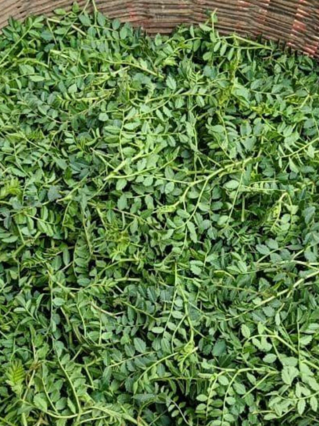 चने का साग: जादुई सुपरफूड! हटाएगा चश्मा, मिटाएगा झुर्रियां और करेगा वजन कम