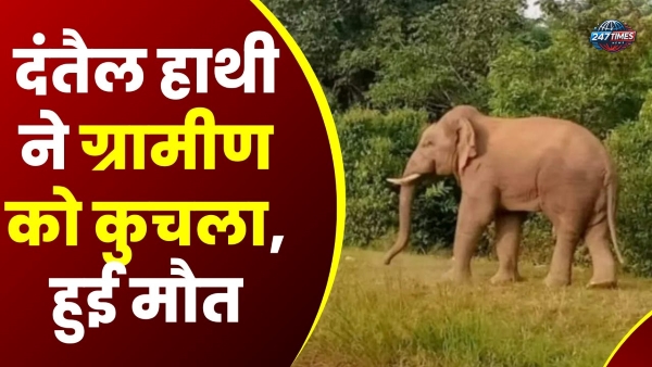 हजारीबाग में हाथी का कहर: बारात से लौट रहे सुरेश को कुचलकर मार डाला – गांव में दहशत का माहौल